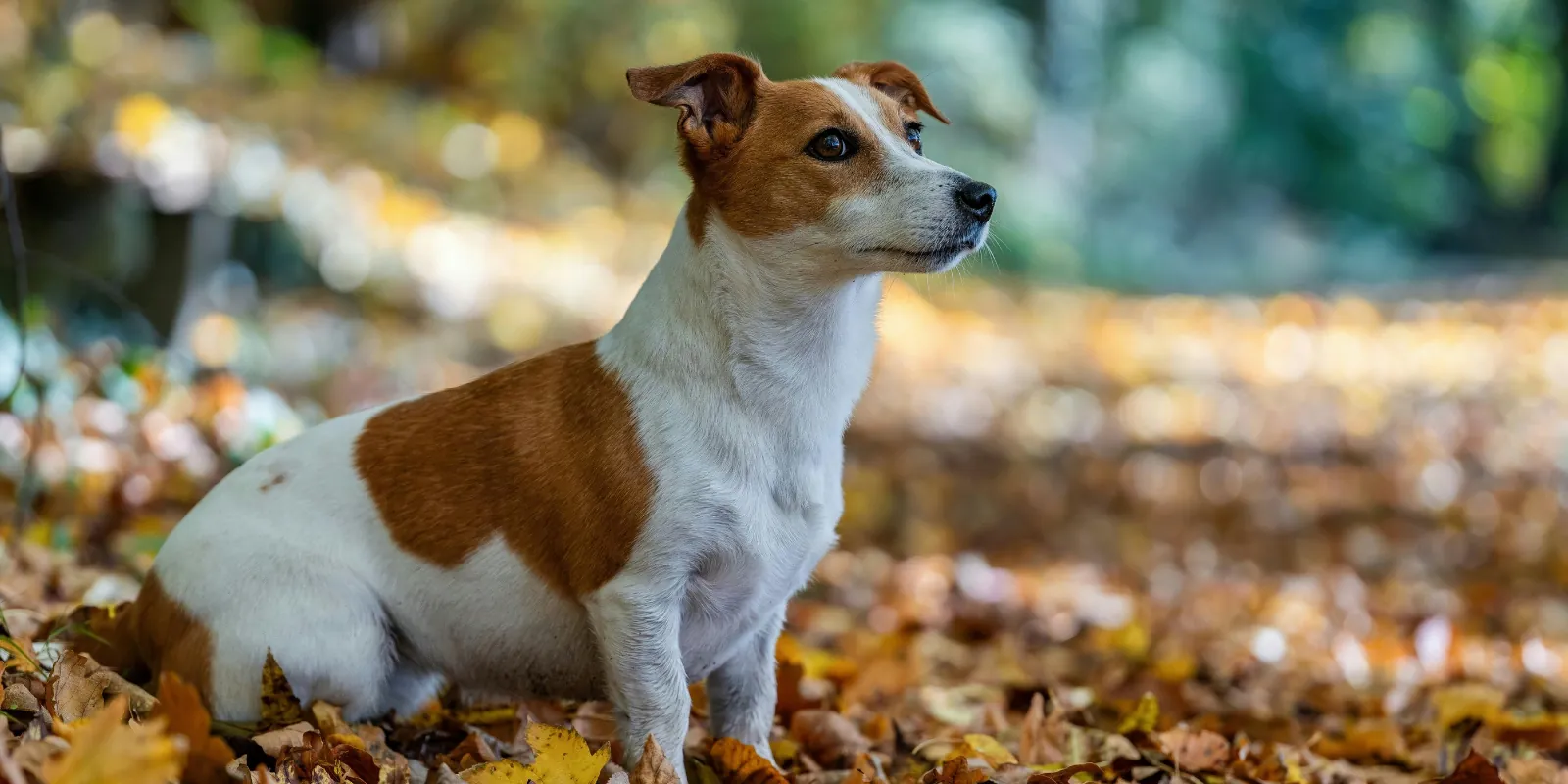 Jack Russell teriér