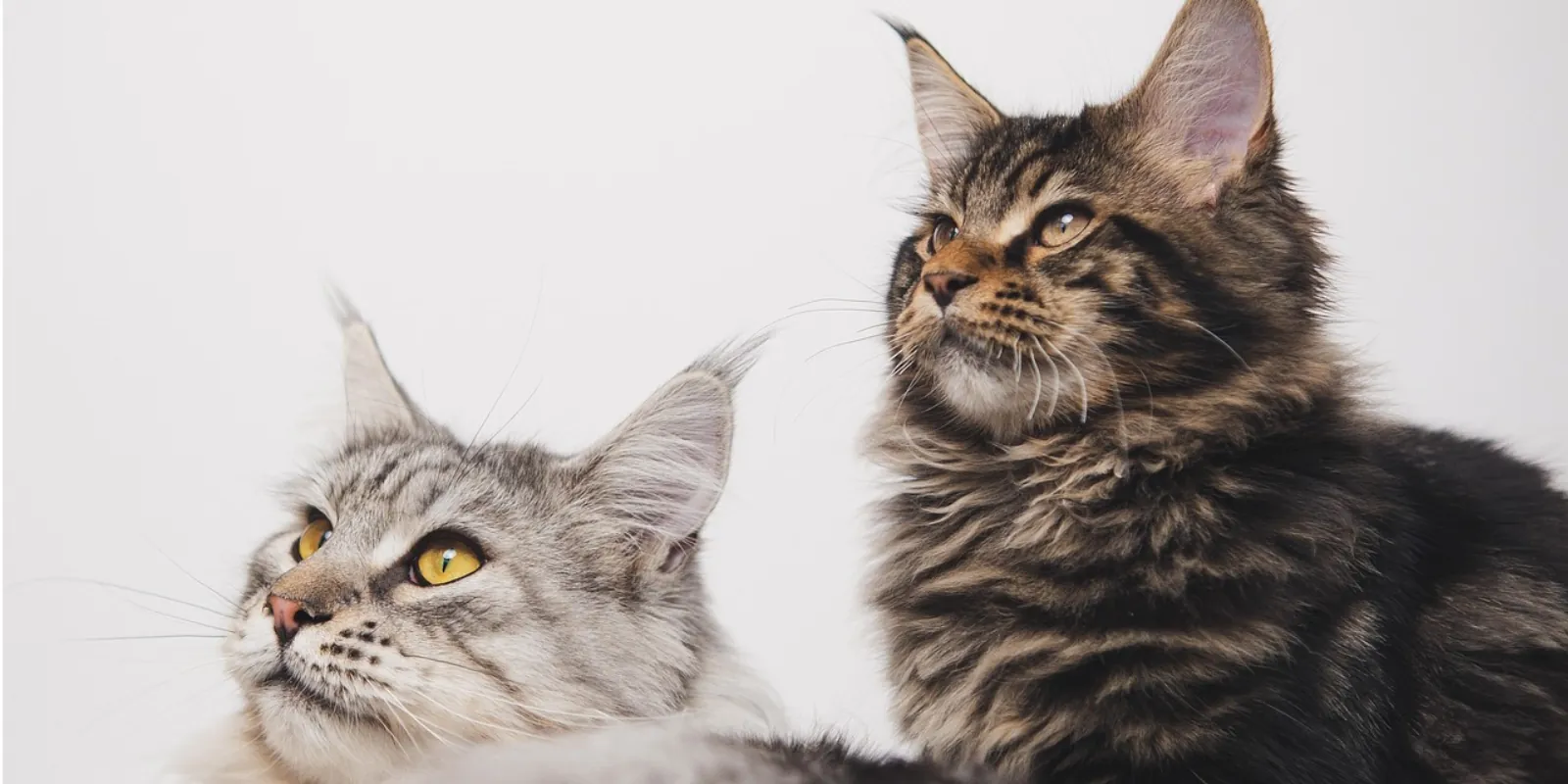 Maine Coon