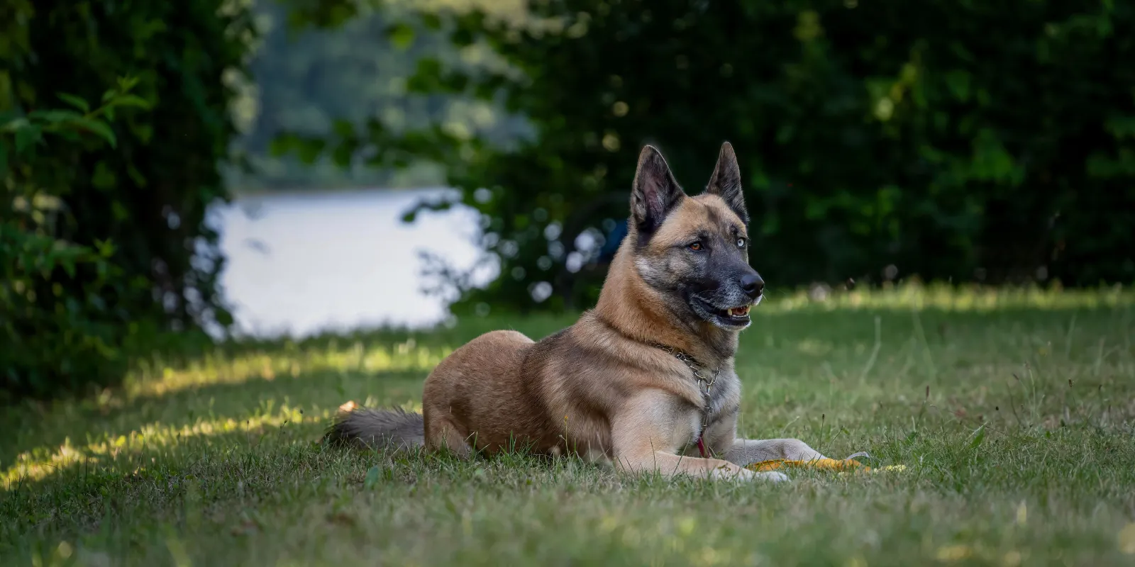 Belgický ovčiak malinois