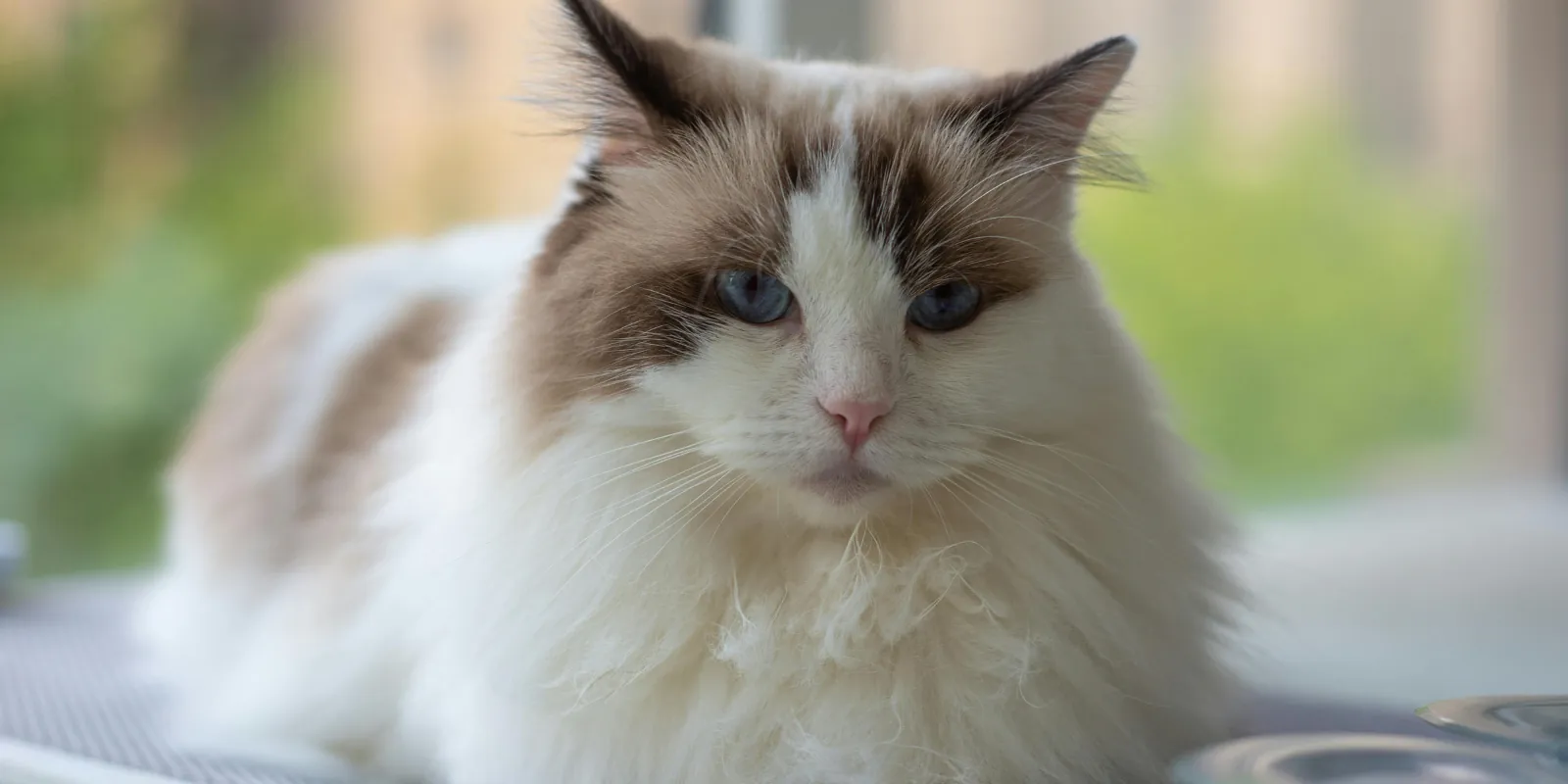 Ragdoll