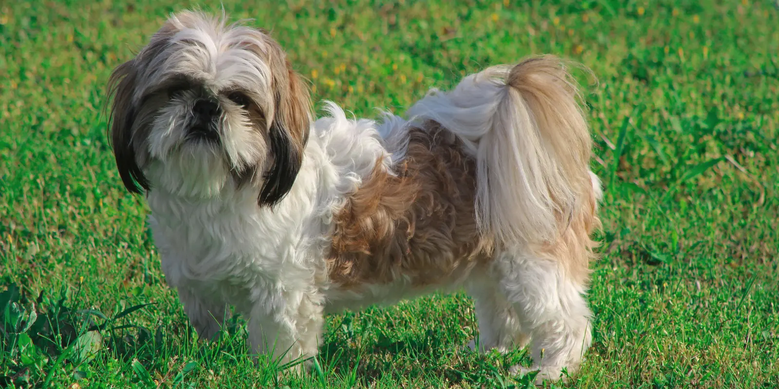 Shih Tzu