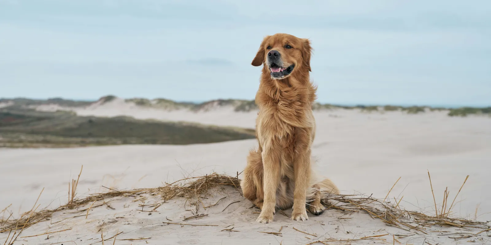 Zlatý retriever